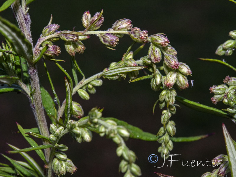 Artemisia verlotiorum.27