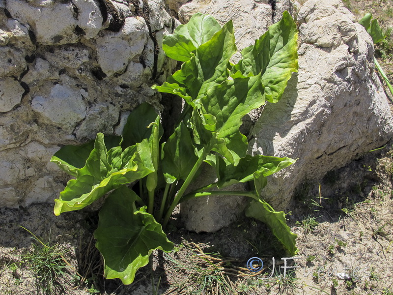 Arum cylindraceumm.01