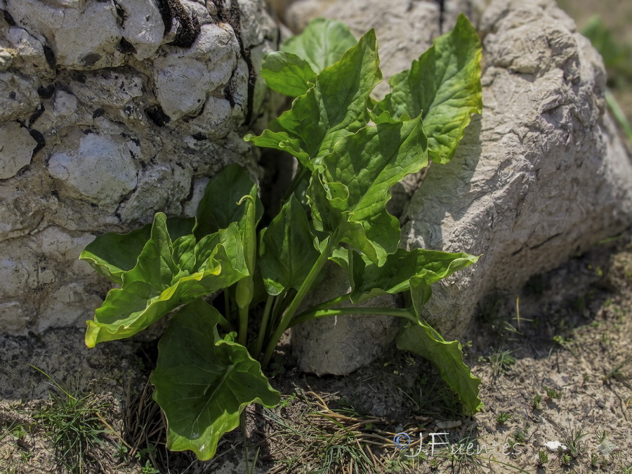 Arum cylindraceumm.01b