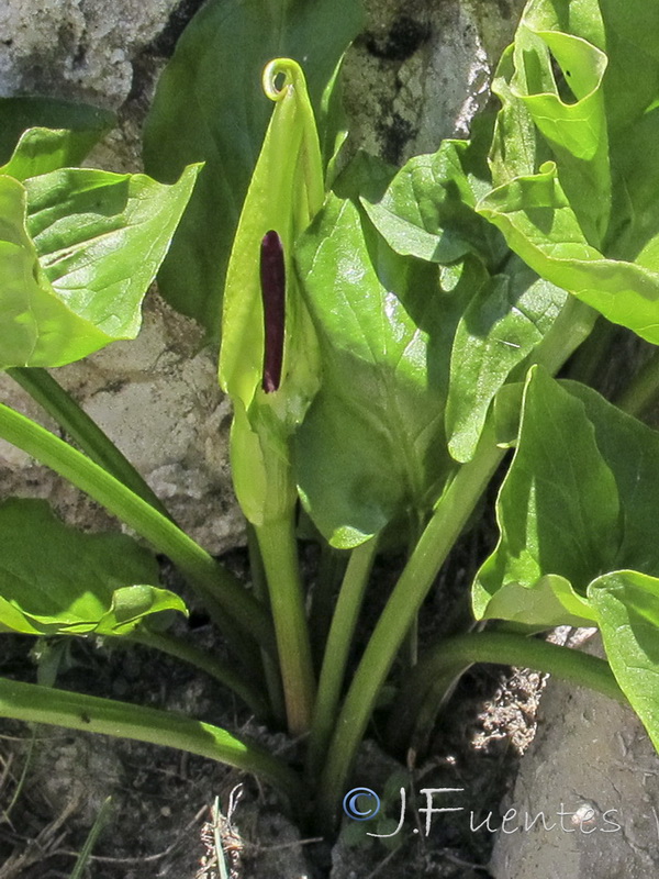 Arum cylindraceumm.02