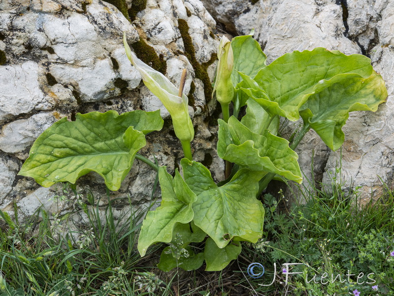 Arum cylindraceumm.03