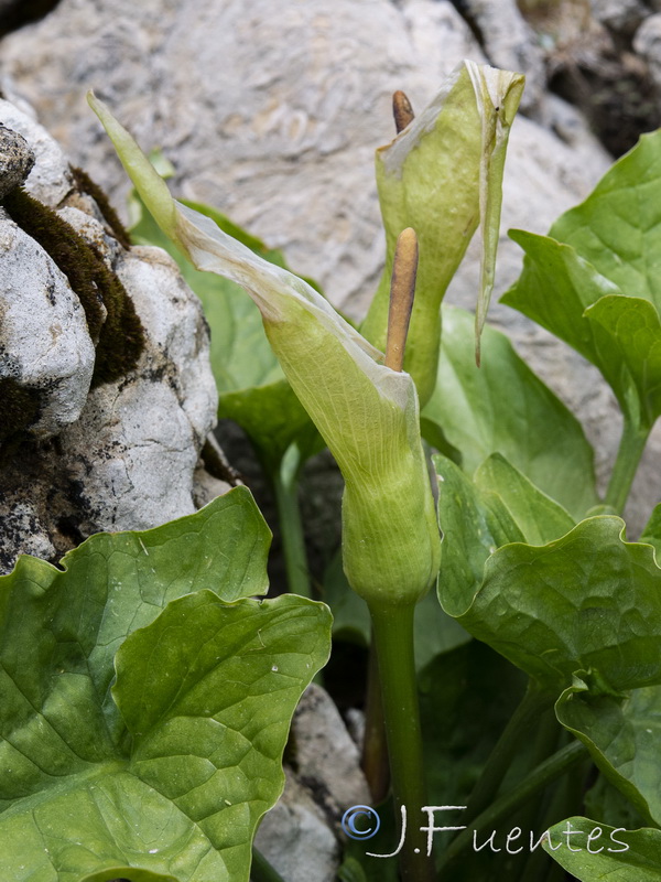 Arum cylindraceumm.04