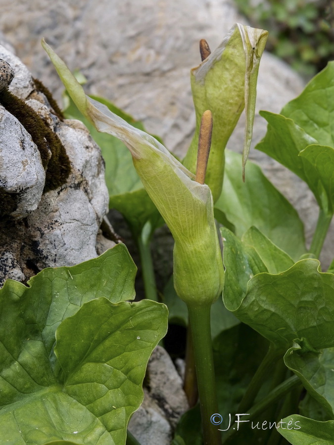 Arum cylindraceumm.04b