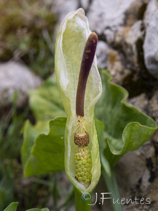 Arum cylindraceumm.05