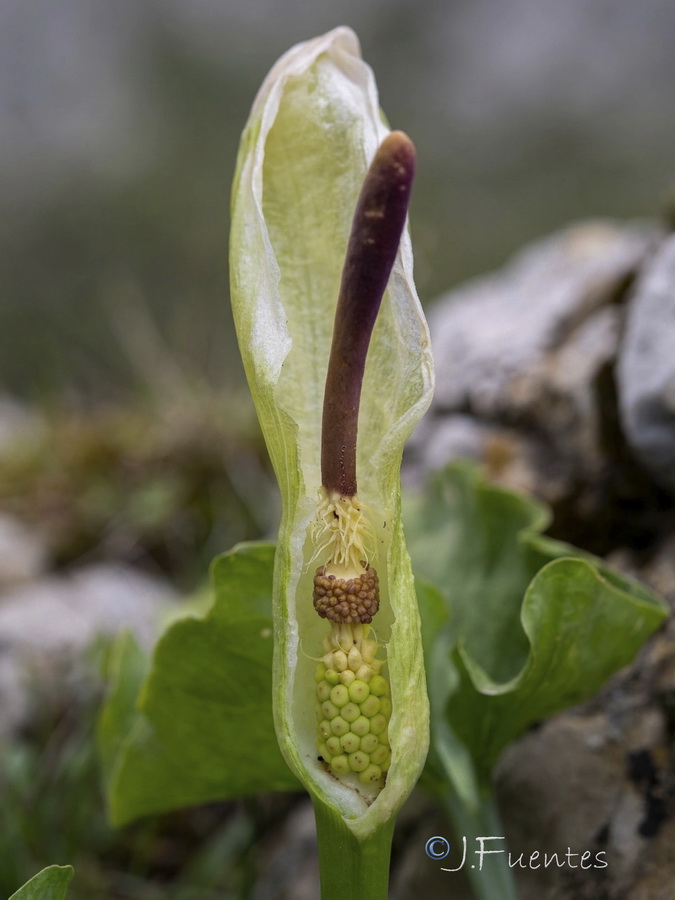 Arum cylindraceumm.05b