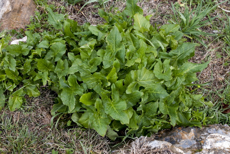 Arum italicum.01