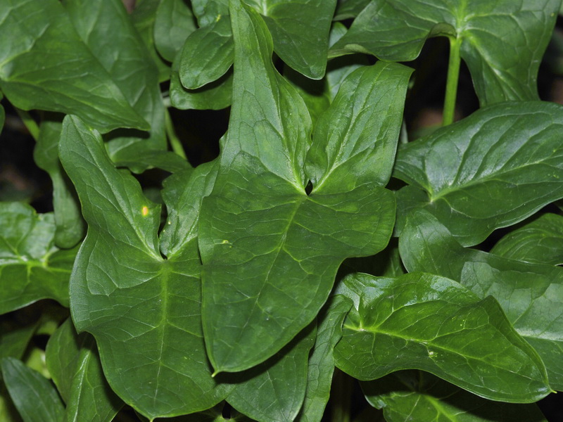 Arum italicum.02