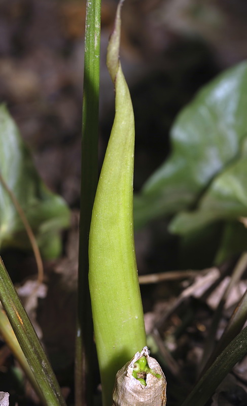 Arum italicum.03