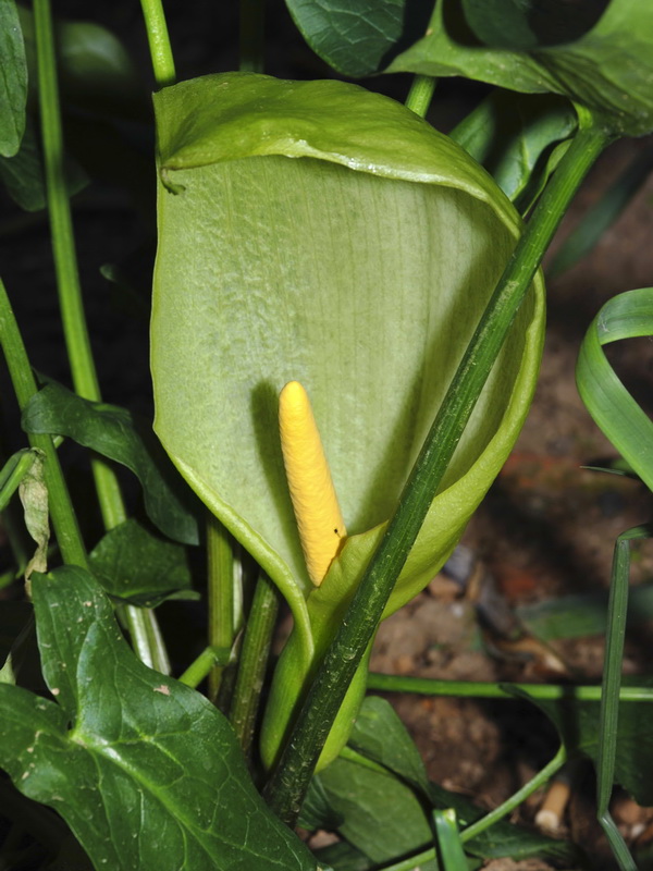 Arum italicum.05