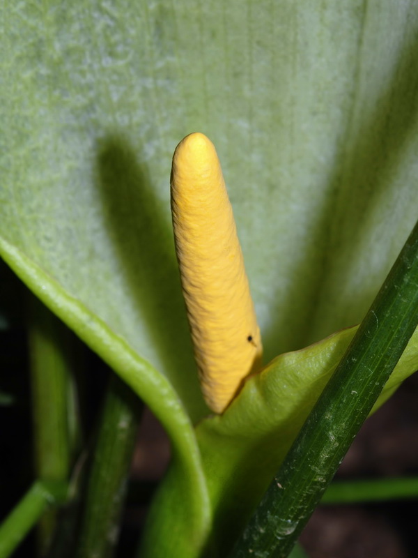 Arum italicum.06