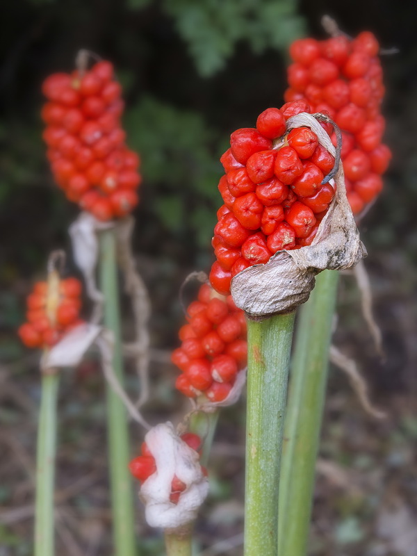 Arum italicum.12