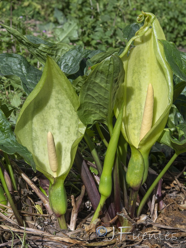 Arum italicum.04