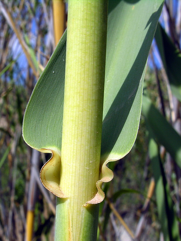 Arundo donax.08