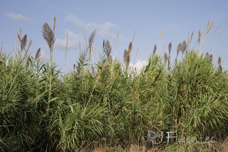 Arundo donax.01