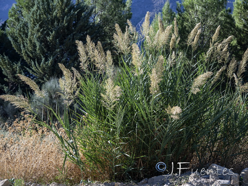 Arundo micrantha.01