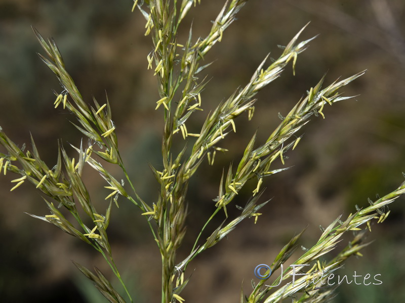 Arundo micrantha.03