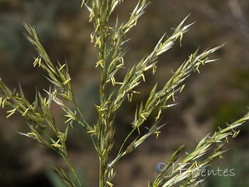 Arundo micrantha.03