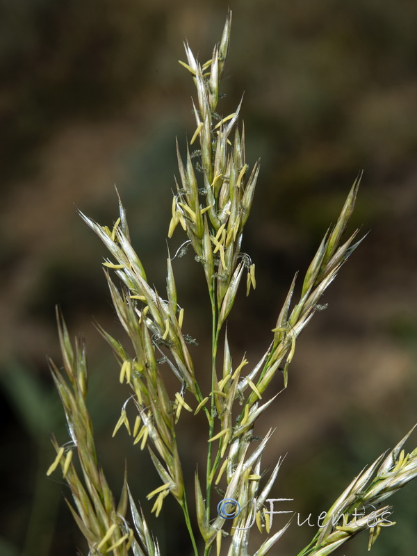 Arundo micrantha.04