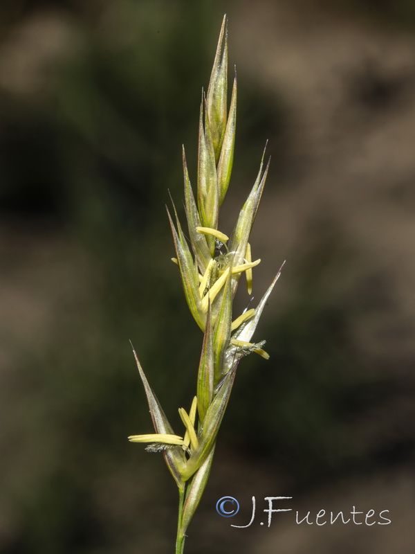 Arundo micrantha.05