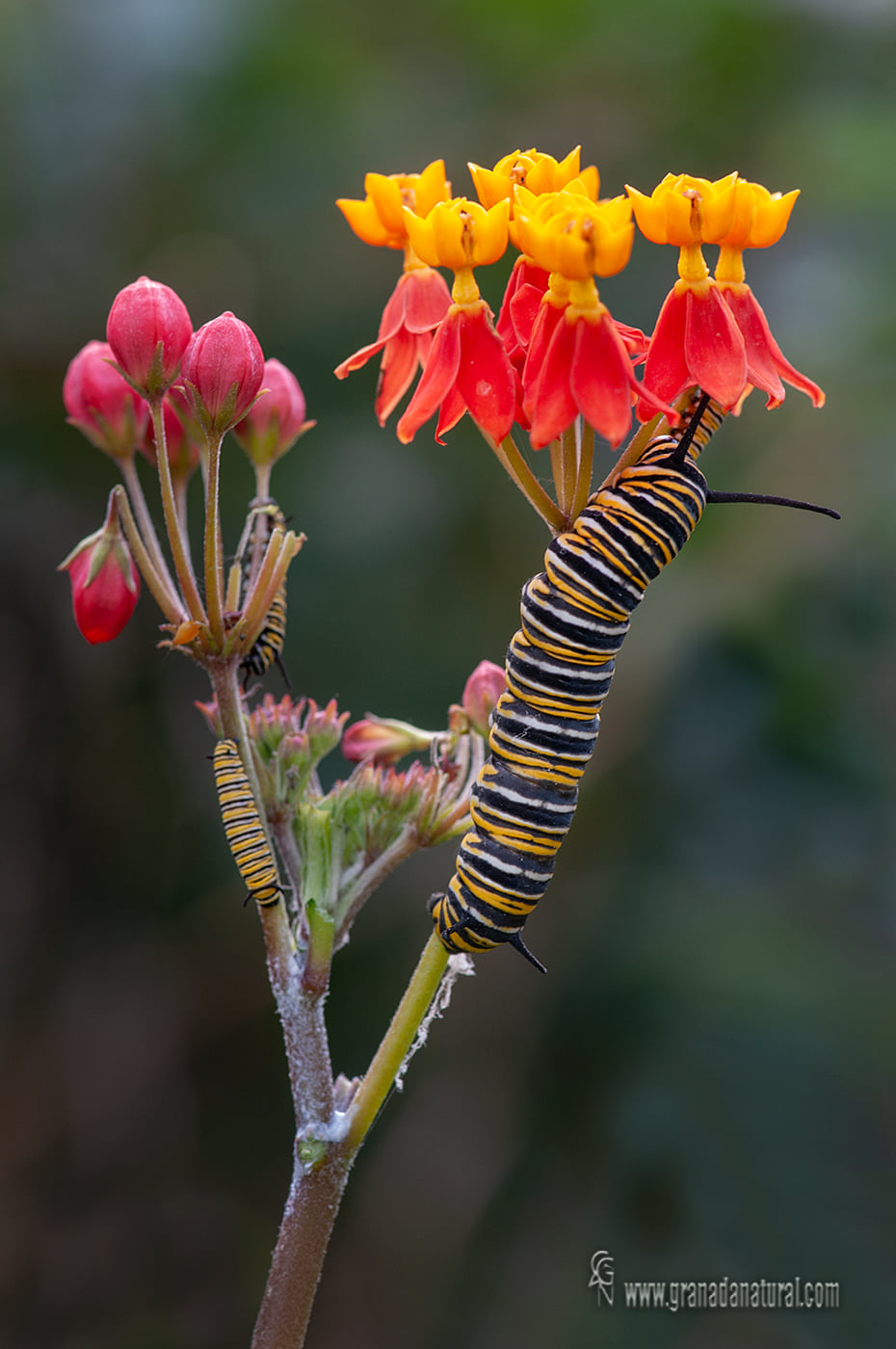 Asclepias curassavica