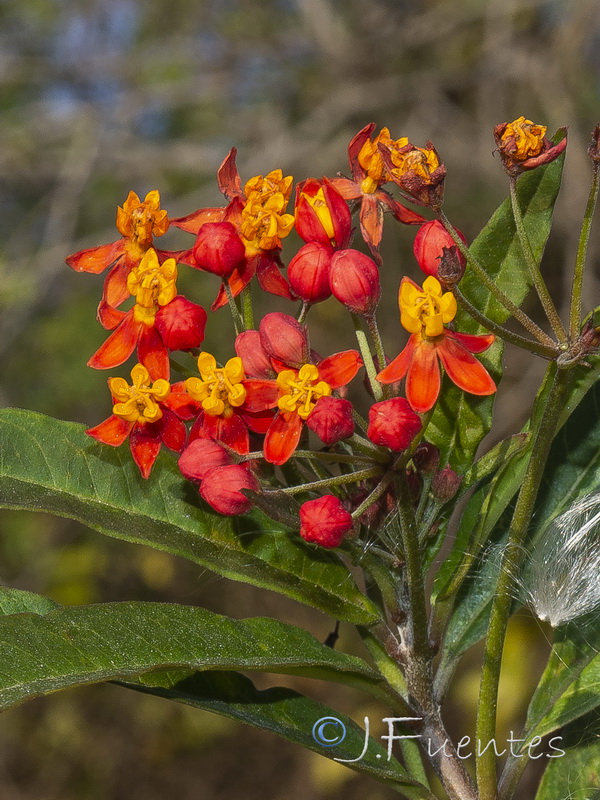 Asclepias curassavica.01