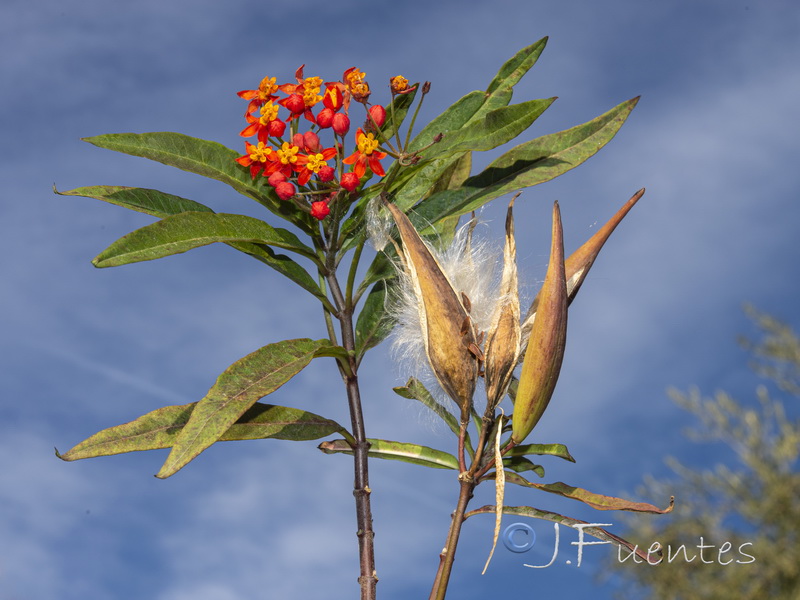Asclepias curassavica.02