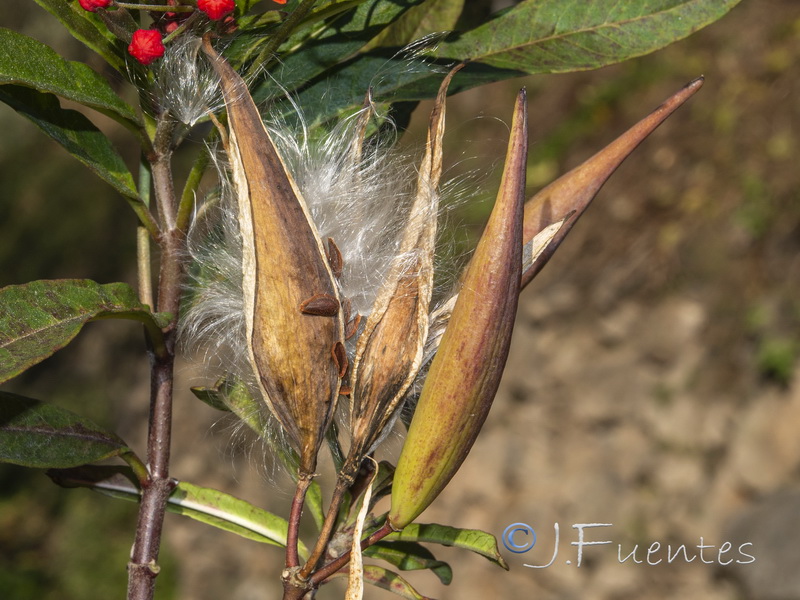 Asclepias curassavica.03