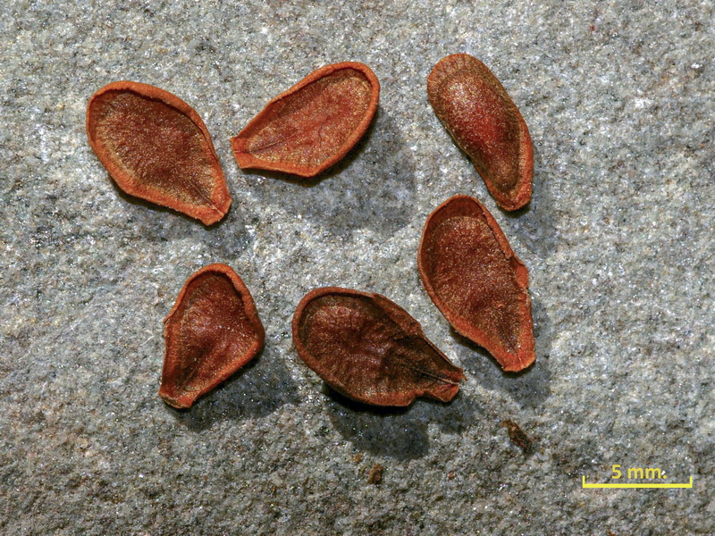 Asclepias curassavica.04