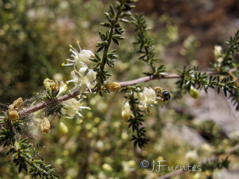 Asparagus acutifolius.01