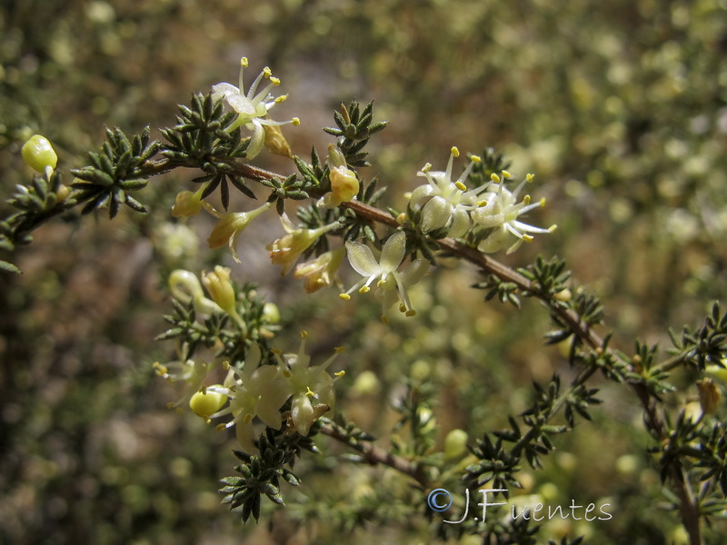 Asparagus acutifolius.02