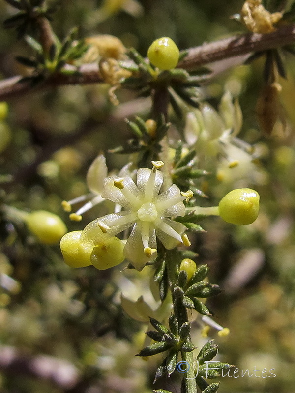 Asparagus acutifolius.03