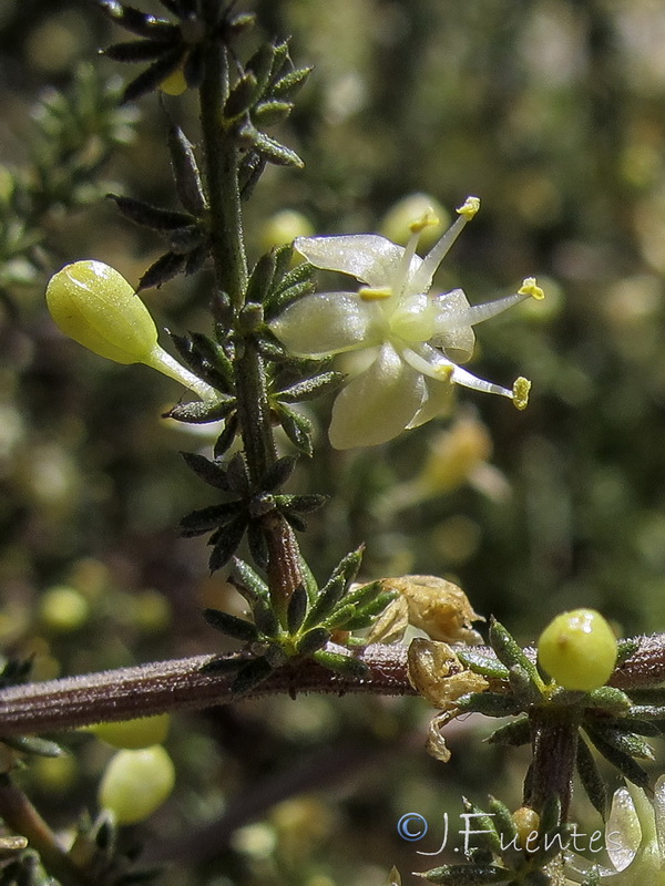 Asparagus acutifolius.04