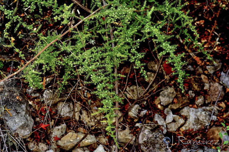 Asparagus acutifolius.05