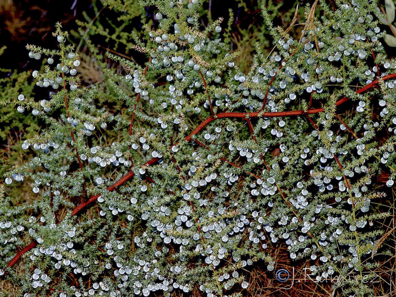 Asparagus acutifolius.06