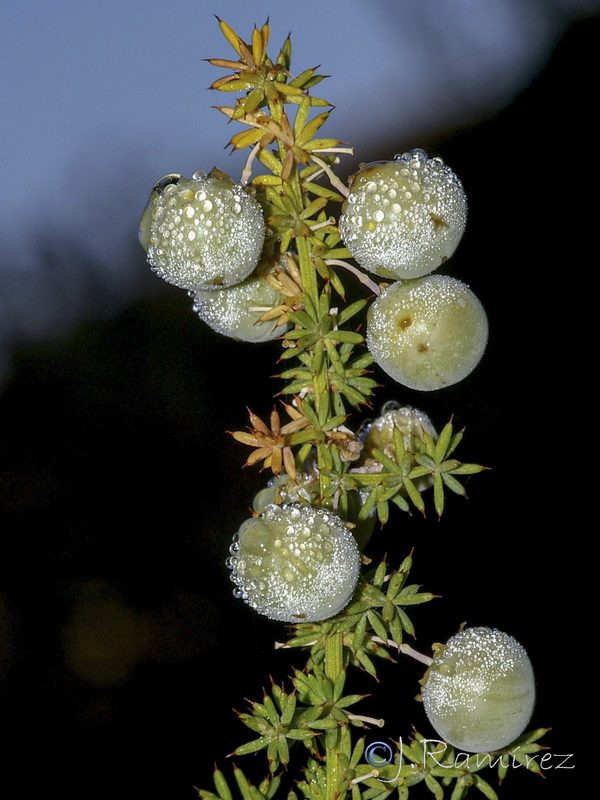 Asparagus acutifolius.07