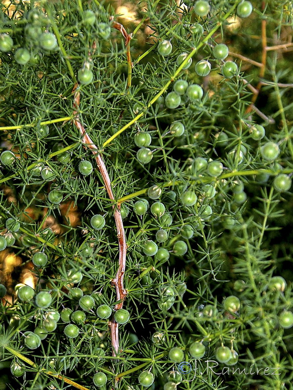 Asparagus acutifolius.10