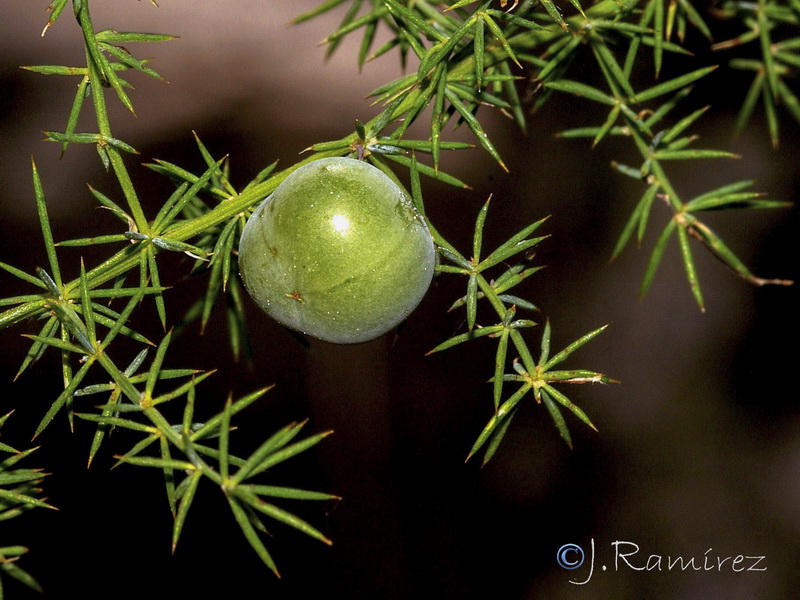 Asparagus acutifolius.11