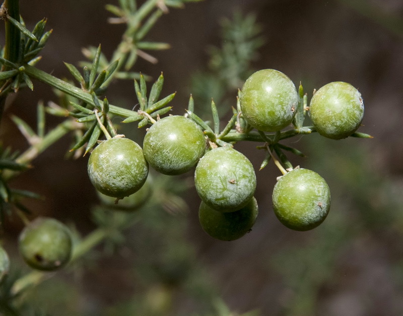 Asparagus albus.13