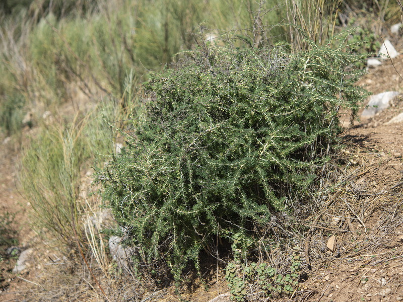 Asparagus albus.14