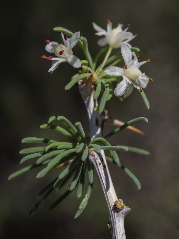 Asparagus albus.21