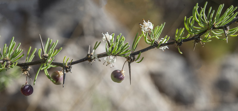 Asparagus albus.22