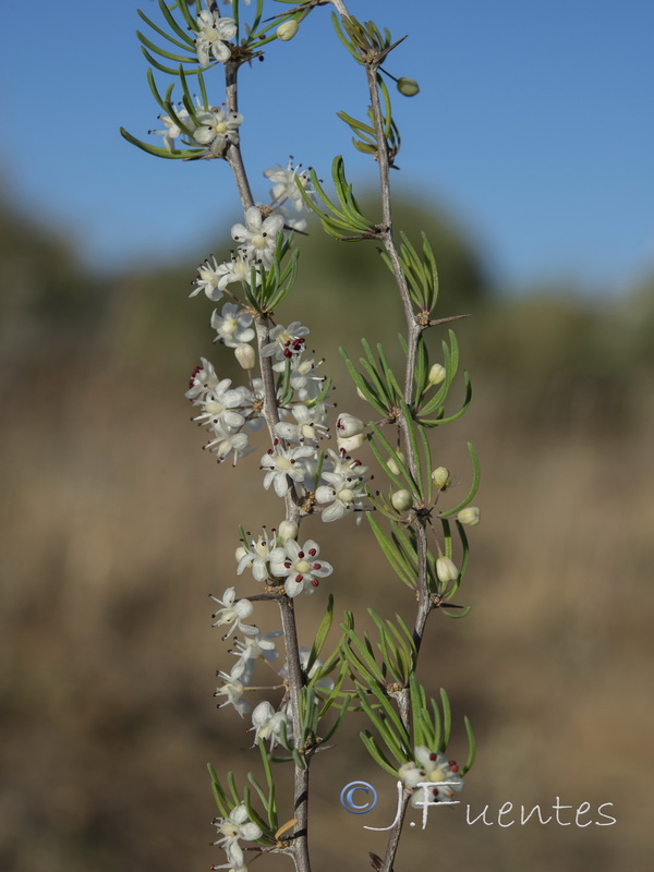 Asparagus albus.24