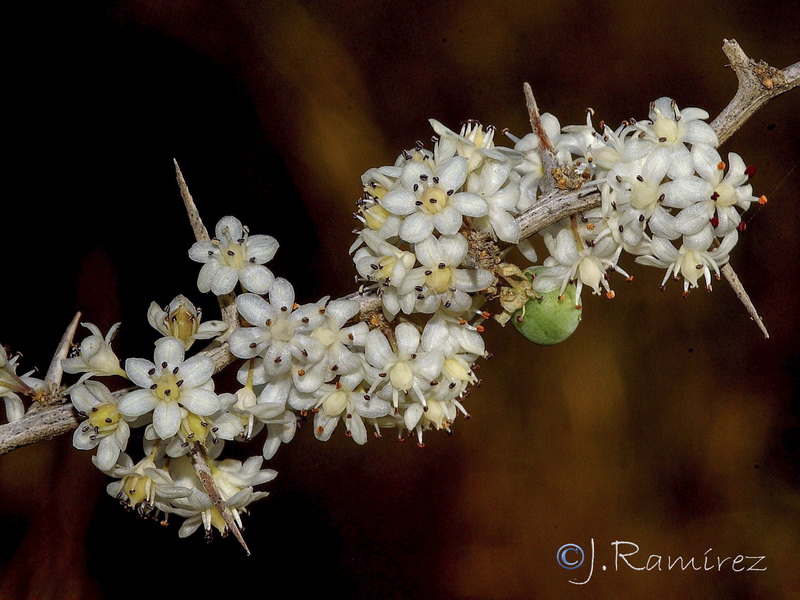 Asparagus albus.03