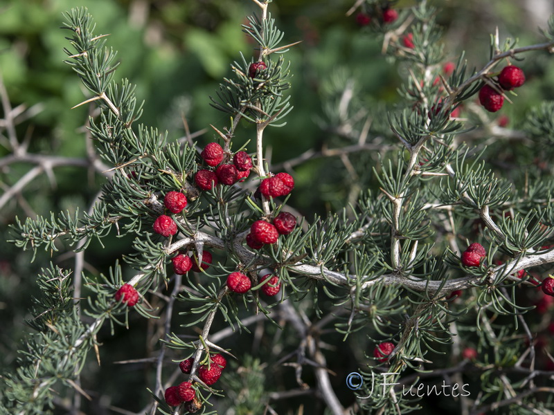 Asparagus albus.30