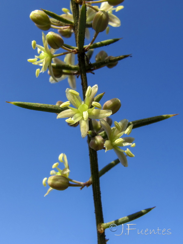 Asparagus aphyllus aphyllus.06