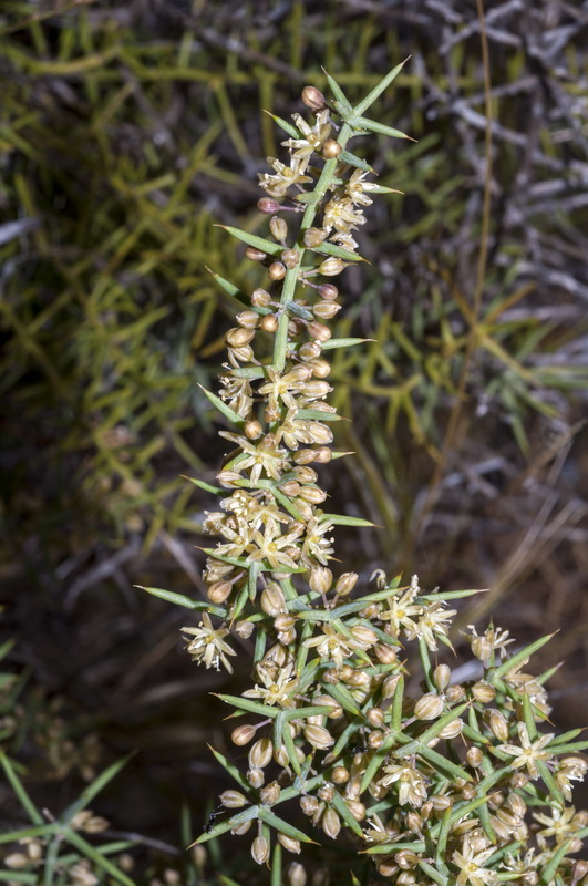 Asparagus horridus.01