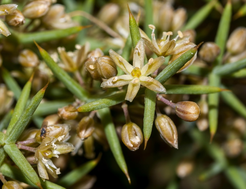 Asparagus horridus.02