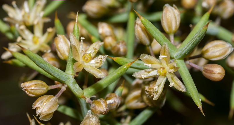 Asparagus horridus.03