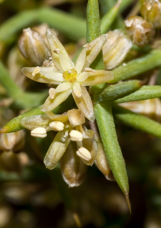 Asparagus horridus.04