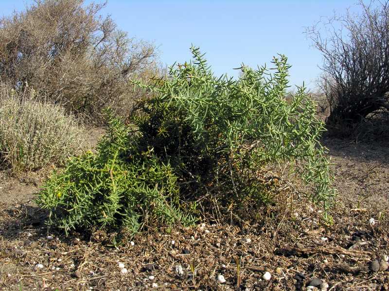 Asparagus horridus.05